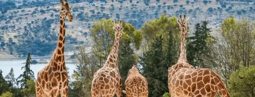 Central African Republic